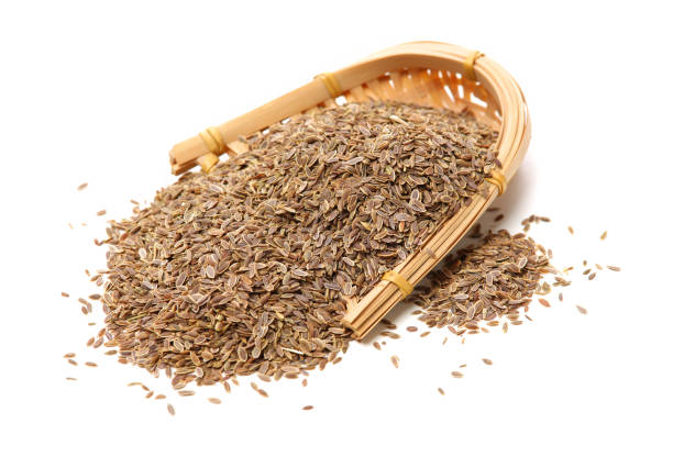 Common Dill Seeds